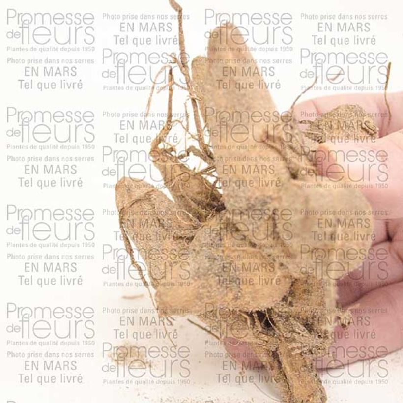 Example of Dekorative Dahlie Perle d'Heemstede Zwiebel as you get