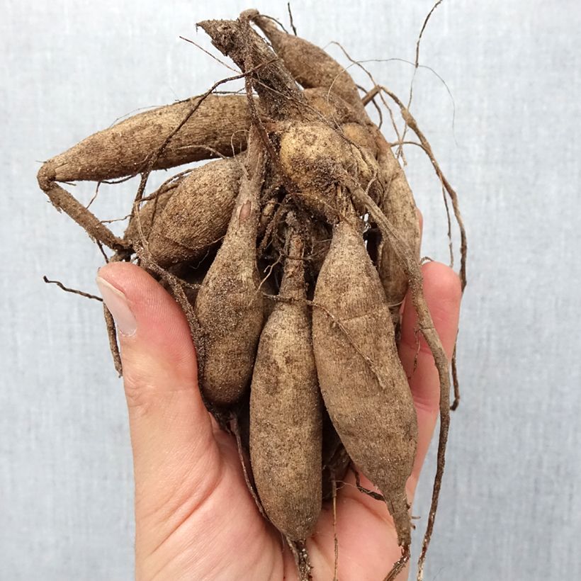 Example of Pompon-Dahlie Salsa Zwiebel Kaliber/Größe I as you get in printemps