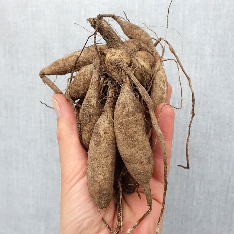 Example of Pompon-Dahlie Sunny Boy Zwiebel Kaliber/Größe I as you get in printemps