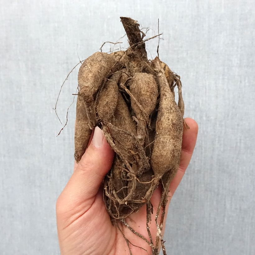 Example of Pompon-Dahlie Zundert Mystery Fox Zwiebel Kaliber/Größe I as you get in printemps