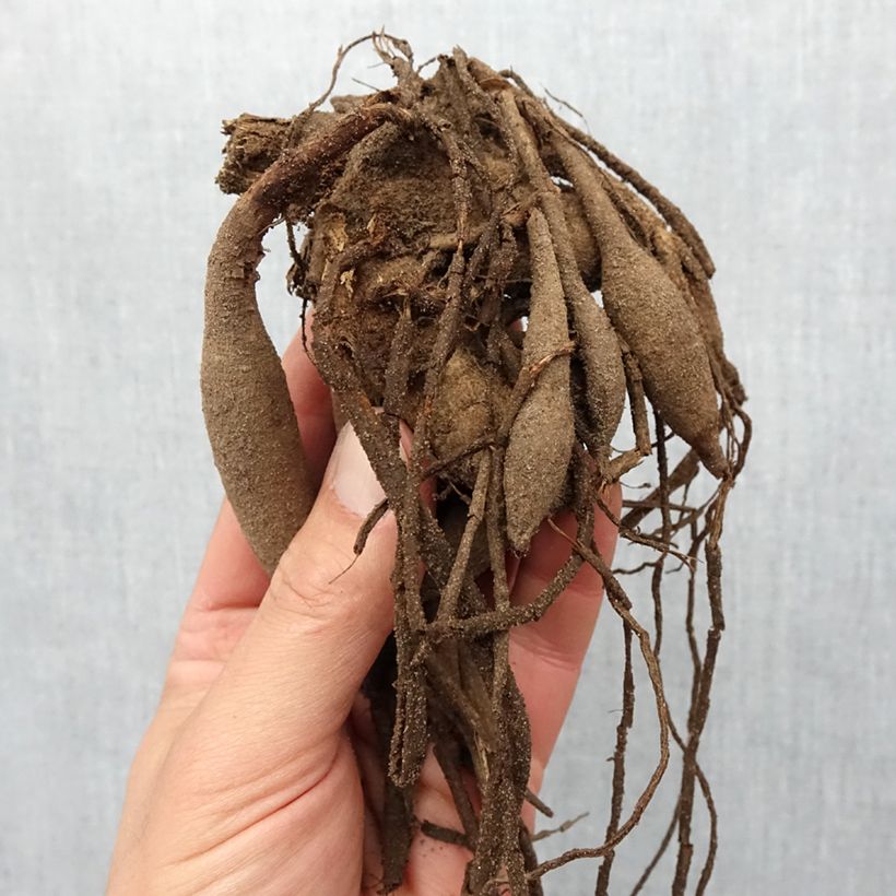 Exemplar von Kaktus-Dahlie Fired Up Zwiebel Kaliber/Größe I wie im Frühjahr geliefert