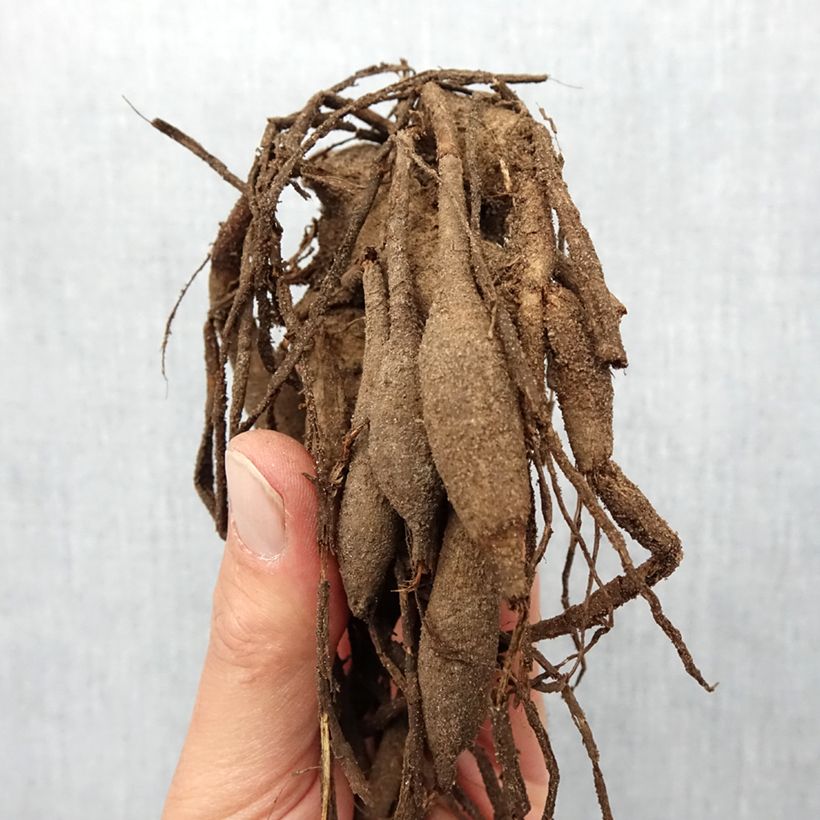 Example of Kaktus-Dahlie Isadora Zwiebel Kaliber/Größe I as you get in printemps