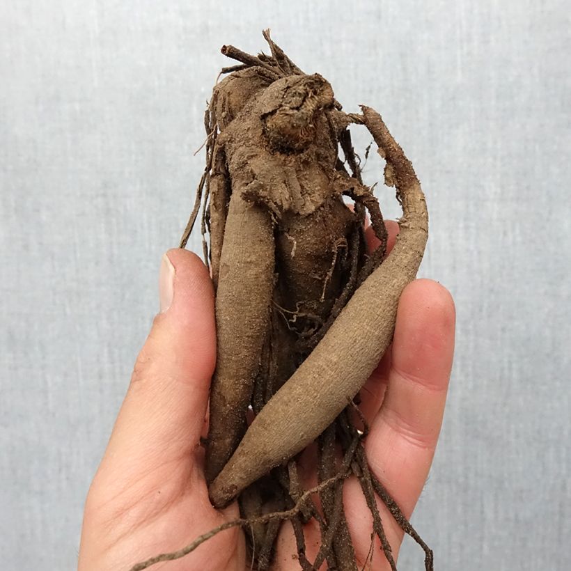 Example of Kaktus-Dahlie Vulcan Zwiebel Kaliber/Größe I as you get in printemps