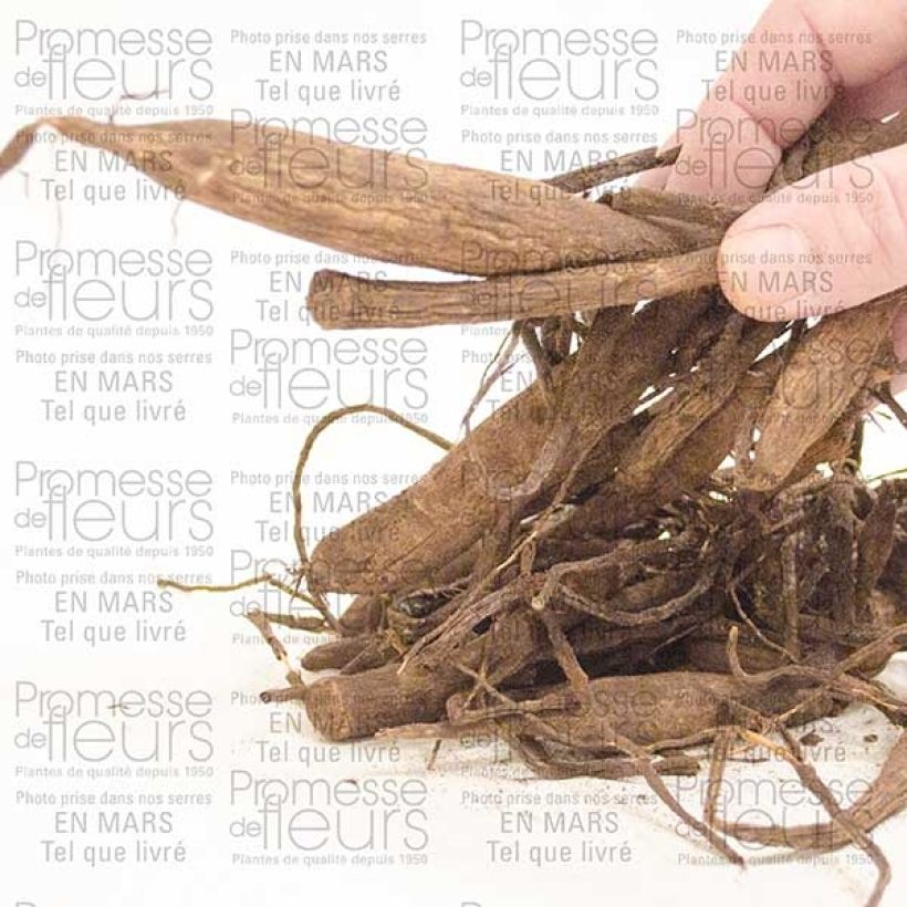 Example of Pompon-Dahlie Wizard Of Oz Zwiebel Kaliber/Größe I as you get