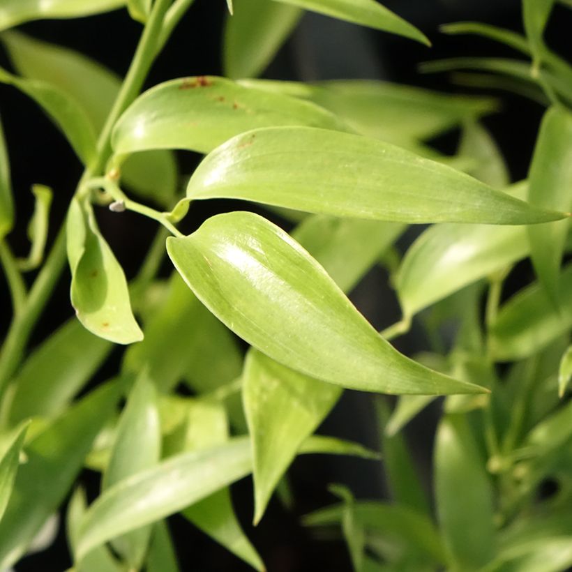 Danae racemosa - Alexandrinischer Lorbeer (Laub)