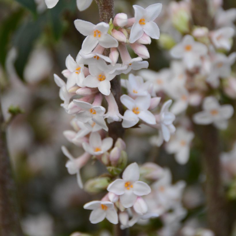 Daphne bholua - Seidelbast (Flowering)