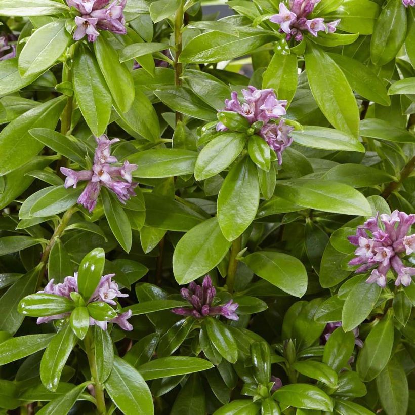 Seidelbast Sweet Amethyst - Daphne odora (Laub)