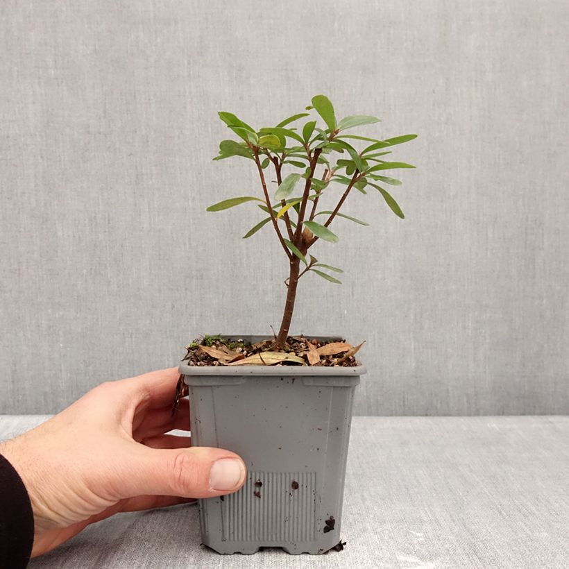 Exemplar von Seidelbast Bella Rose - Daphne x transatlantica Topf mit 1L/1,5L wie im Winter geliefert