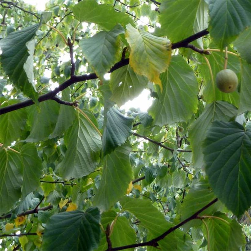 Davidia involucrata var. vilmoriniana - Taschentuchbaum (Foliage)