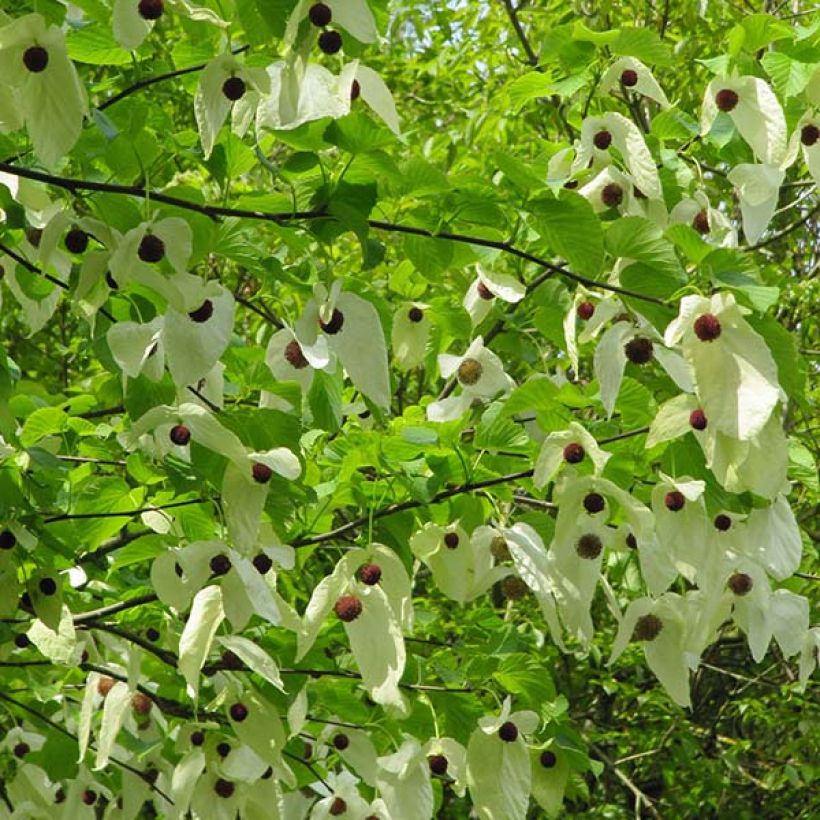Davidia involucrata var. vilmoriniana - Taschentuchbaum (Flowering)