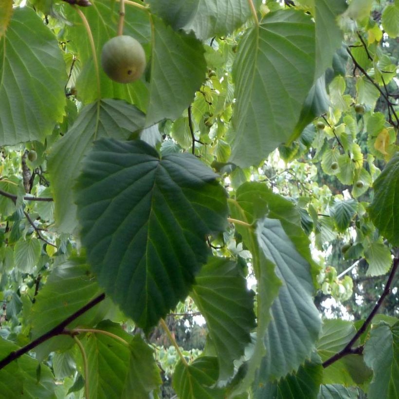 Davidia involucrata - Taschentuchbaum (Foliage)