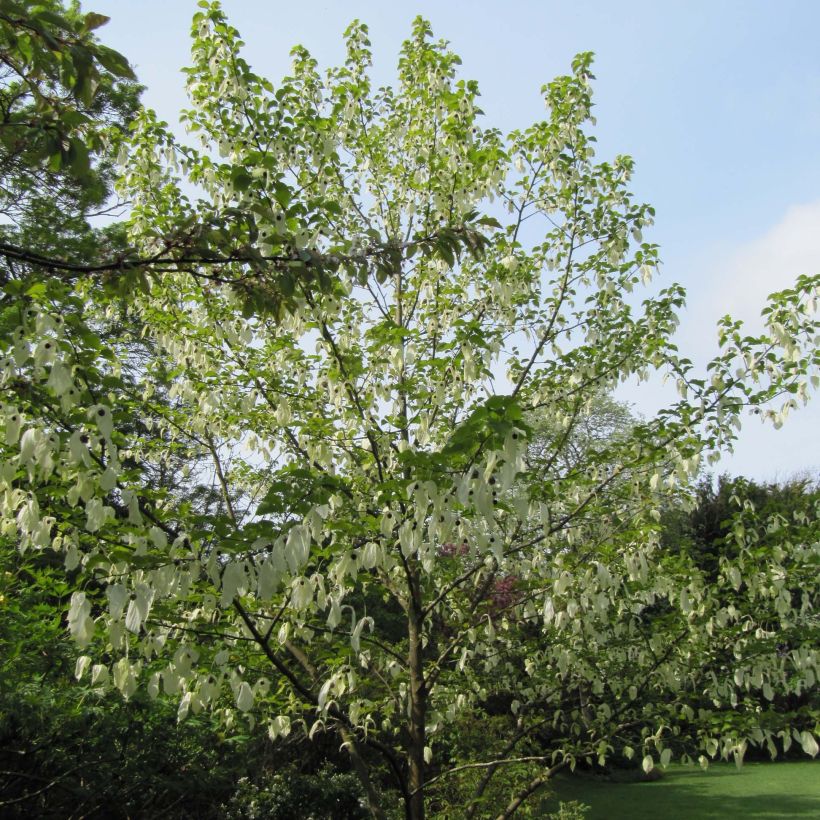 Davidia involucrata - Taschentuchbaum (Plant habit)