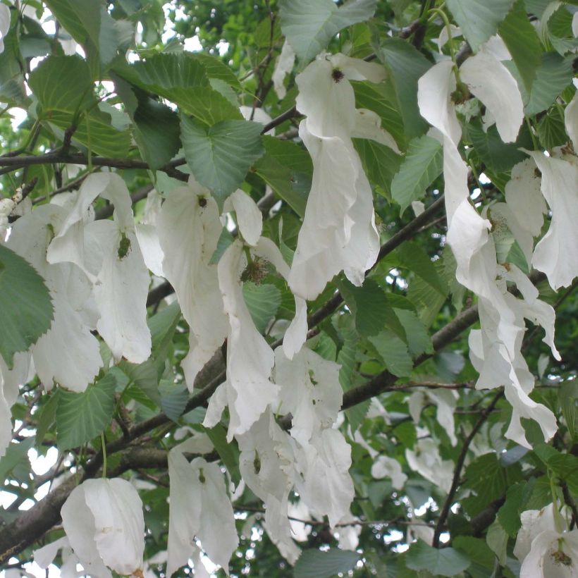Davidia involucrata Sonoma - Taschentuchbaum (Flowering)