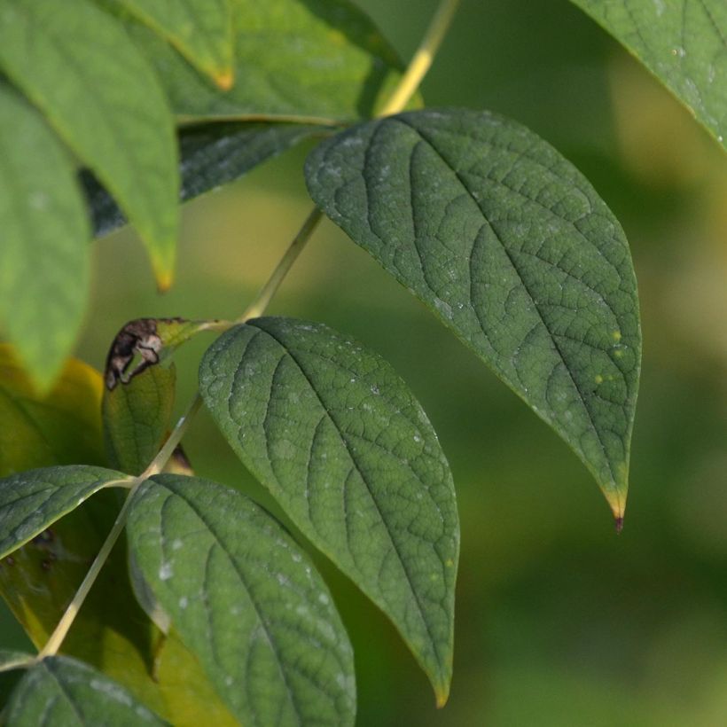 Decaisnea fargesii - Blauschotenbaum (Foliage)