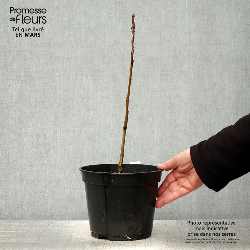 Example of Decaisnea fargesii - Blauschotenbaum Topf mit 2L/3L as you get in printemps