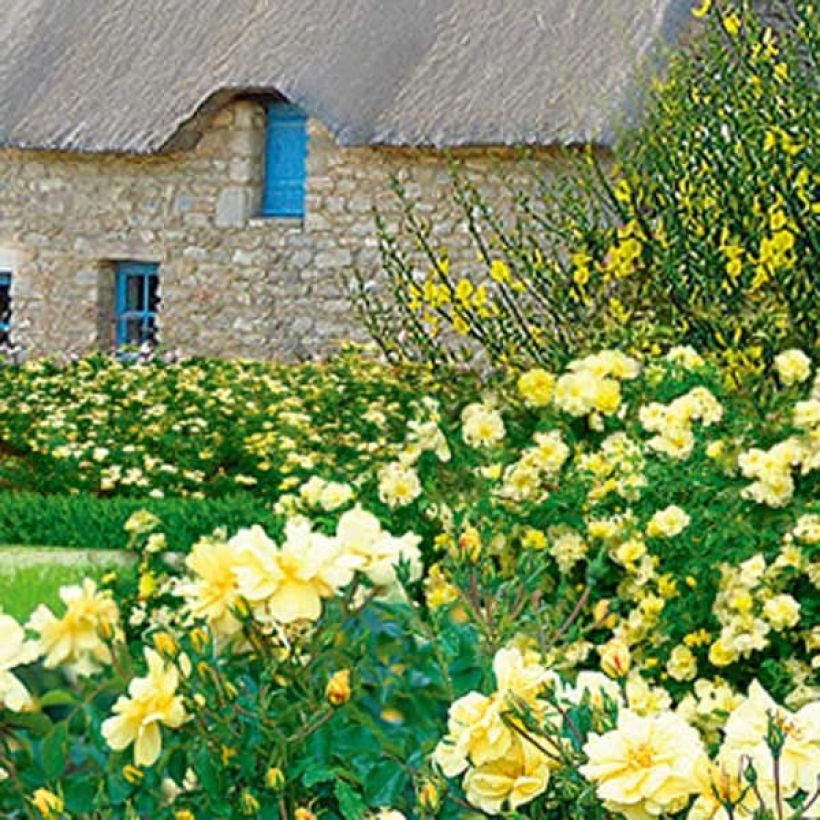 Rosa Celina - Bodendecker-Rose (Wuchs)