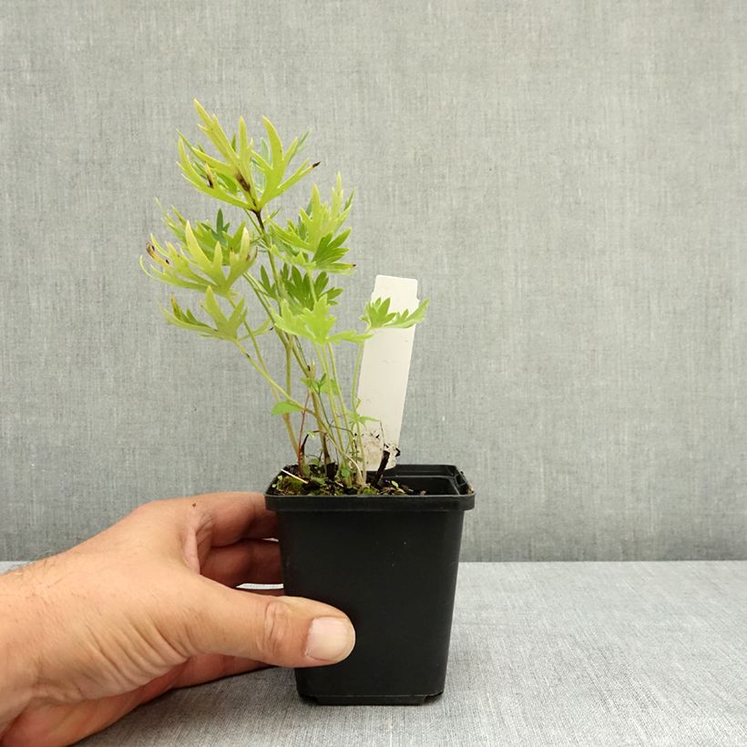 Exemplar von Delphinium belladona Ballkleid - Garten-Rittersporn Kleine Töpfe von 8/9 cm wie im Sommer geliefert