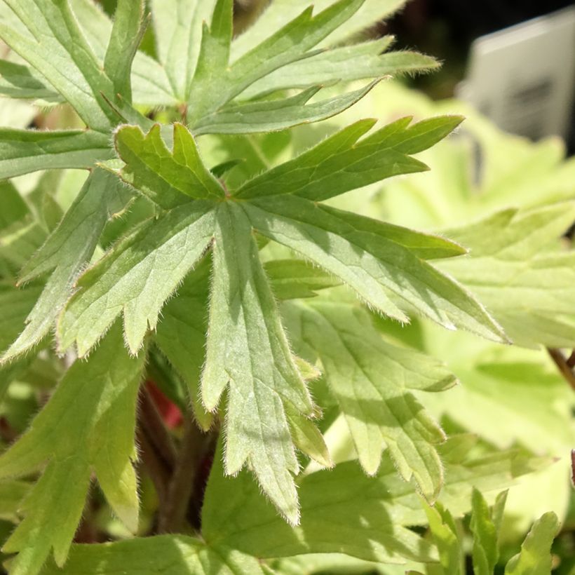 Pacific-Rittersporn Magic Fountain Dark Blue-Black Bee - Delphinium (Laub)