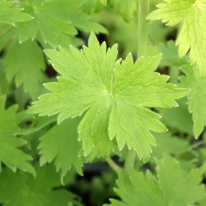 Pacific-Rittersporn Magic Fountain Dark Blue-White Be - Delphinium (Foliage)