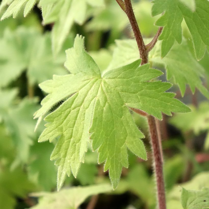 Pacific-Rittersporn Deep Rose-White Bee - Delphinium (Foliage)