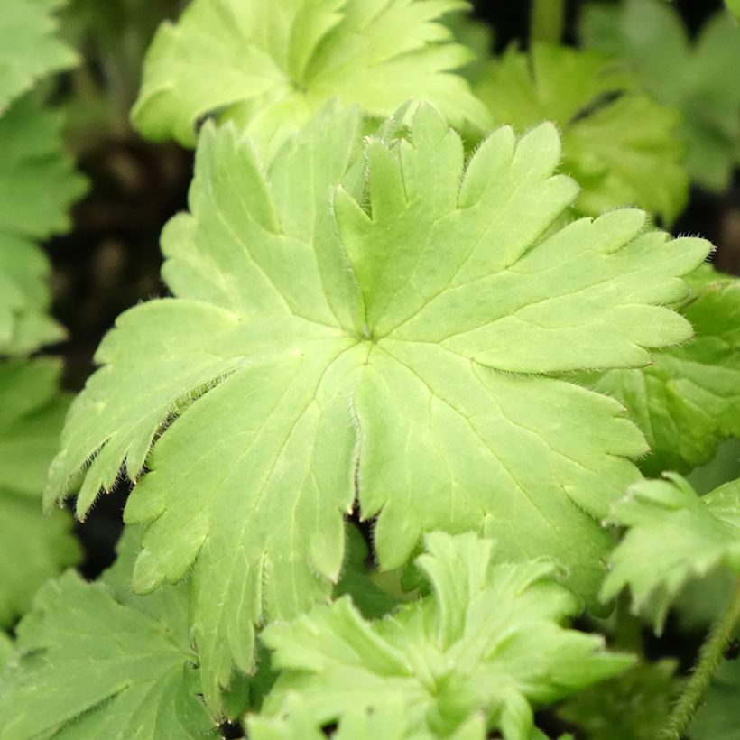 Hoher Rittersporn Highlander Bolero - Delphinium (Laub)