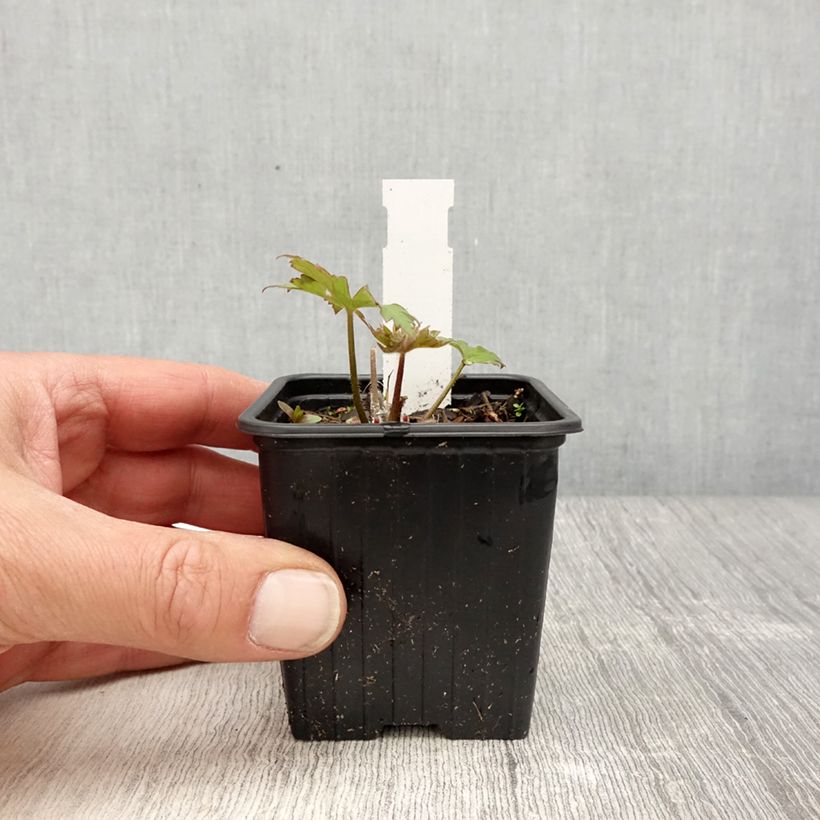 Example of Hoher Rittersporn Highlander Flamenco - Delphinium Kleine Töpfe von 8/9 cm as you get in printemps