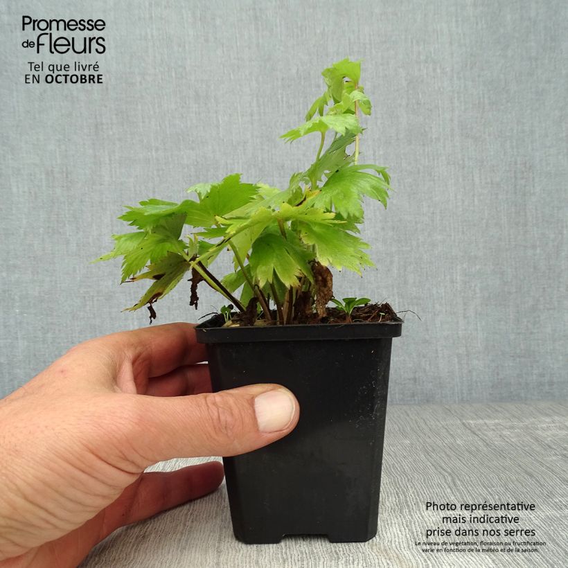 Exemplar von Pacific-Rittersporn Astolat - Delphinium Kleine Töpfe von 8/9 cm wie im Herbst geliefert