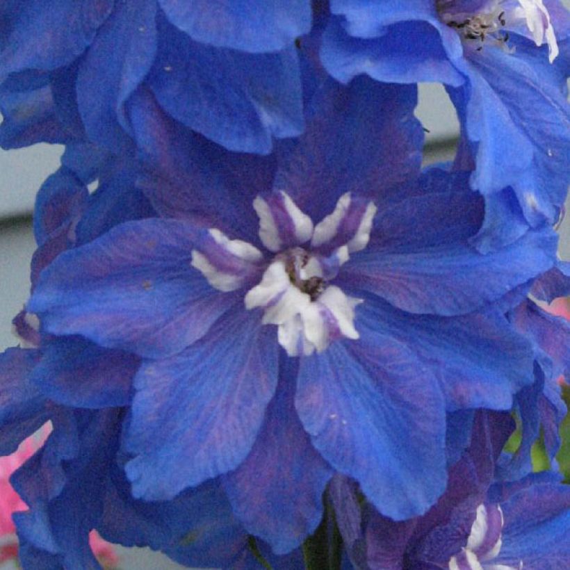 Pacific-Rittersporn Blue Biird - Delphinium (Flowering)