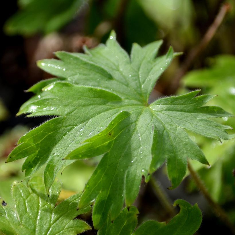 Pacific-Rittersporn Blue Biird - Delphinium (Foliage)