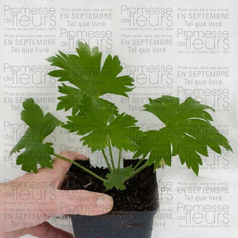 Beispiel eines Exemplars von Delphinium Pacific Guinerve - Pied d'Alouette vivace Godet de 7/8 cm wie geliefert