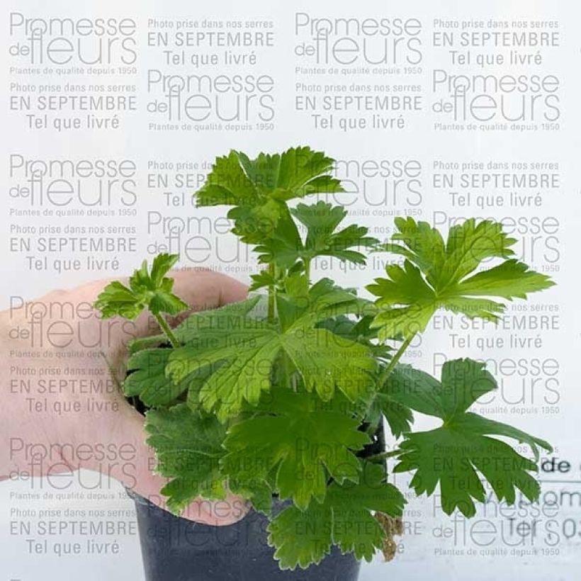 Pacific-Rittersporn King Arthur - Delphinium (Wuchs)