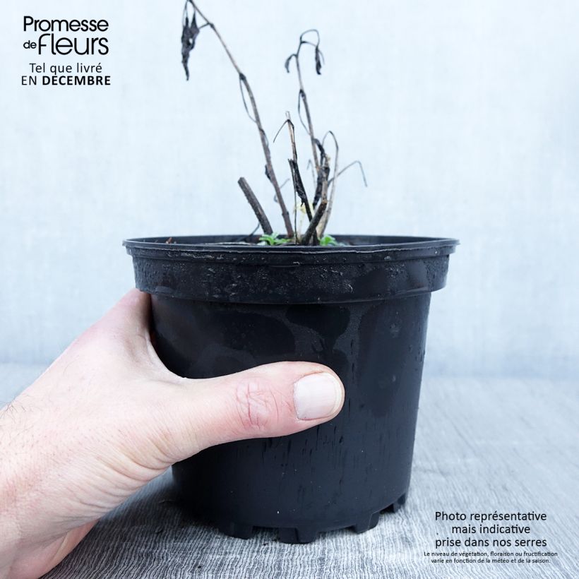 Exemplar von Delphinium Pacific Summer Skies - Pied d'Alouette vivace Pot de 2L/3L wie im Herbst geliefert