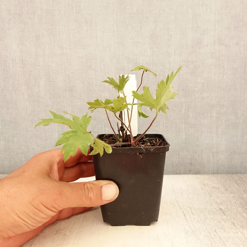Exemplar von Garten-Rittersporn Finsteraarhorn - Delphinium Kleine Töpfe von 8/9 cm wie im Sommer geliefert