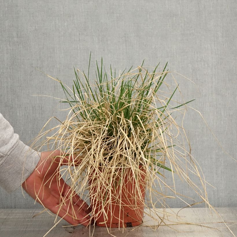 Example of Rasen-Schmiele Bronzeschleier - Deschampsia caespitosa Topf mit 2L/3L as you get in printemps