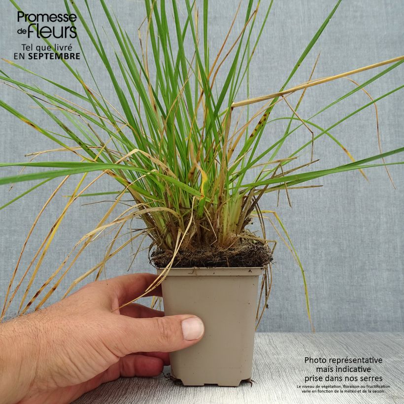 Exemplar von Rasen-Schmiele Goldschleier - Deschampsia caespitosa Kleine Töpfe von 8/9 cm wie im Sommer geliefert