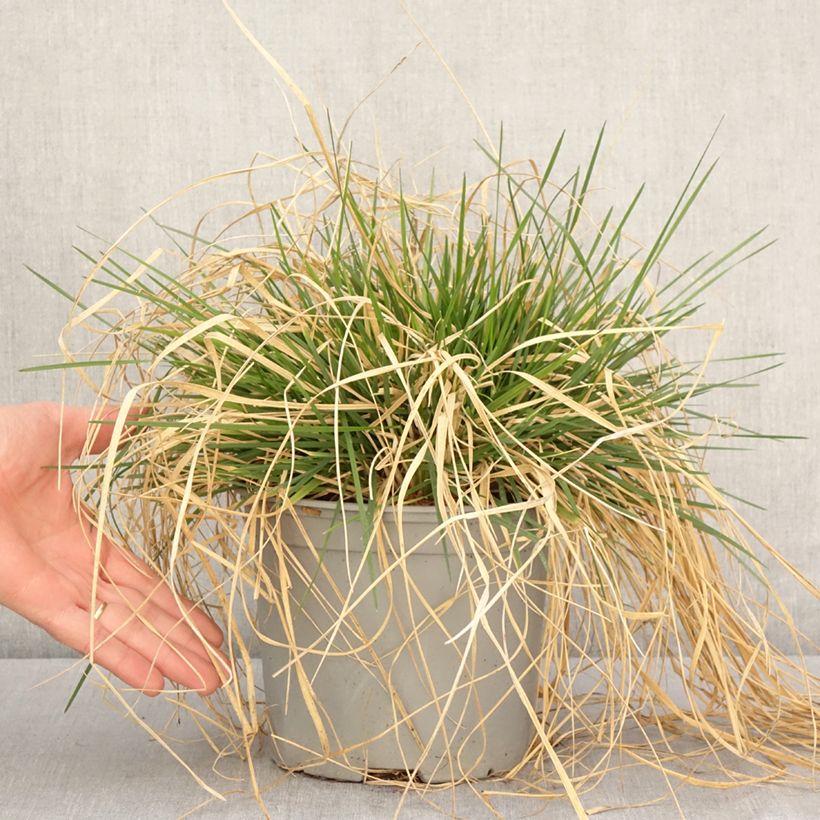 Example of Rasen-Schmiele Palava - Deschampsia caespitosa Topf mit 3L/4L as you get in printemps