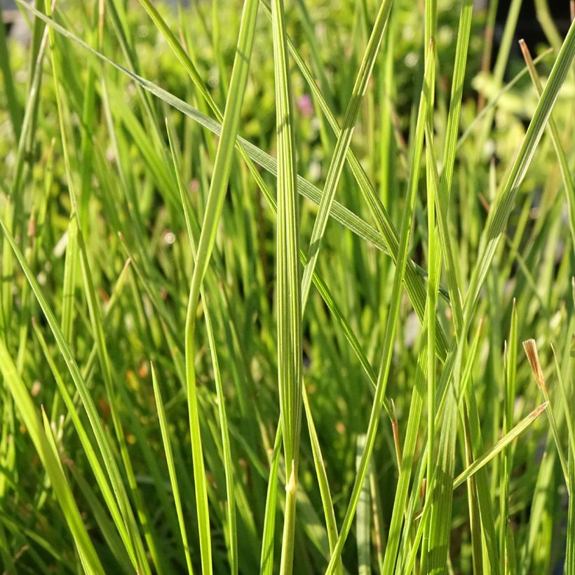 Rasen-Schmiele Pixie Fountain - Deschampsia caespitosa (Foliage)