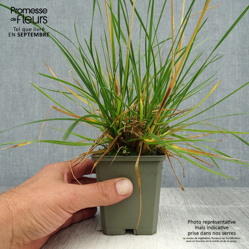Exemplar von Rasen-Schmiele Tardiflora - Deschampsia caespitosa Kleine Töpfe von 8/9 cm wie im Sommer geliefert