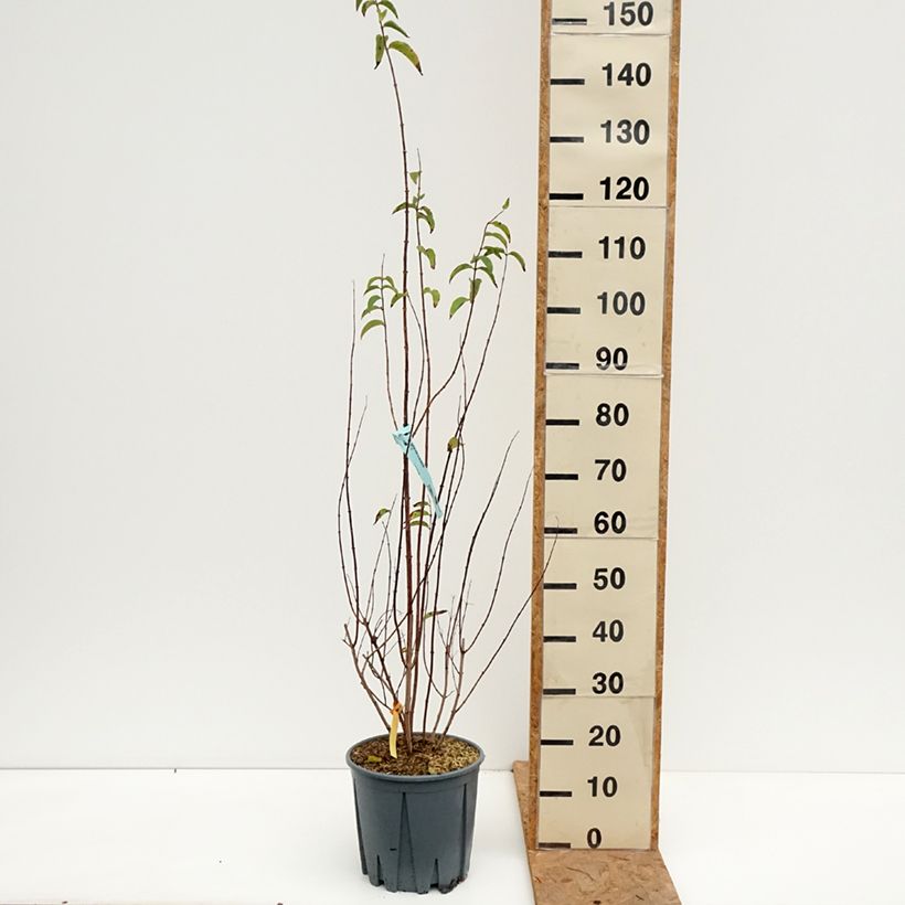 Exemplar von Deutzia crenata Pride of Rochester - Scharfe Deutzie Topf mit 7,5L/10L wie im Herbst geliefert