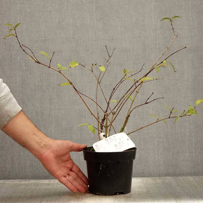 Exemplar von Deutzia elegantissima Rosealind - Deutzie Topf mit 2L/3L wie im Herbst geliefert
