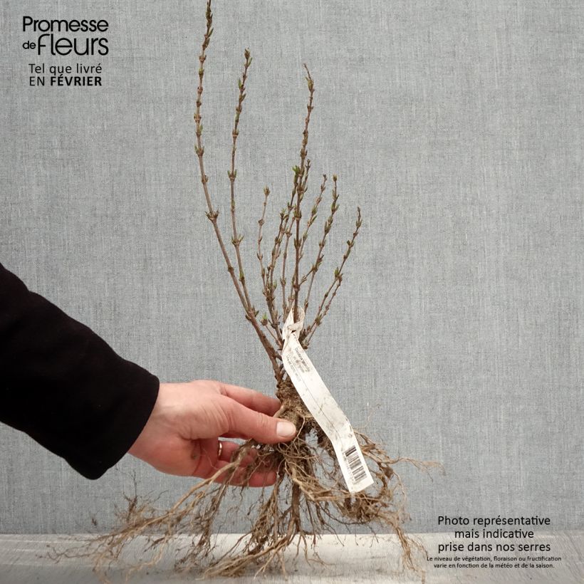 Example of Deutzia gracilis - Zierliche Deutzie Wurzelnackt as you get in hiver