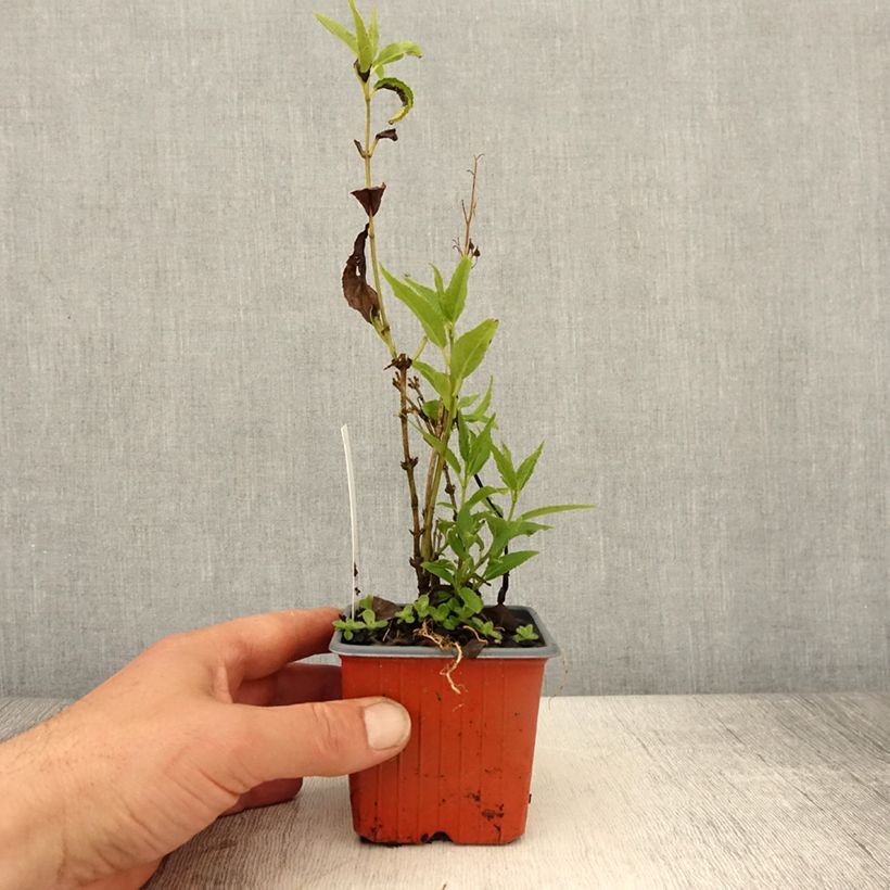 Example of Deutzia gracilis - Zierliche Deutzie Kleine Töpfe von 8/9 cm as you get in printemps