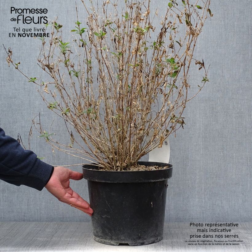 Exemplar von Deutzia gracilis Nikko - Zierliche Deutzie Topf mit 7,5L/10L wie im Herbst geliefert
