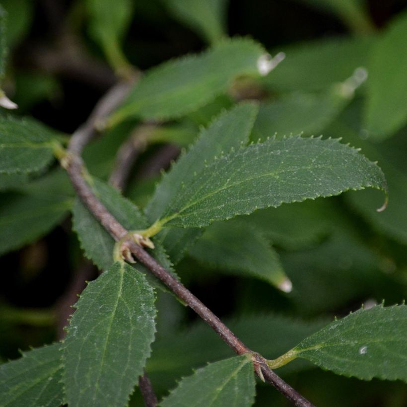 Deutzia gracilis Nikko - Zierliche Deutzie (Foliage)