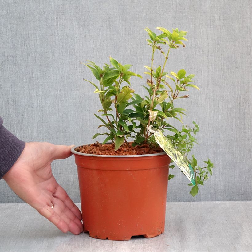 Exemplar von Deutzia gracilis Variegata - Zierliche Deutzie Topf mit 3L/4L wie im Herbst geliefert