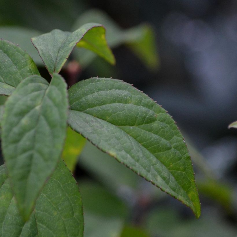 Deutzia Strawberry Fields - Deutzie (Foliage)