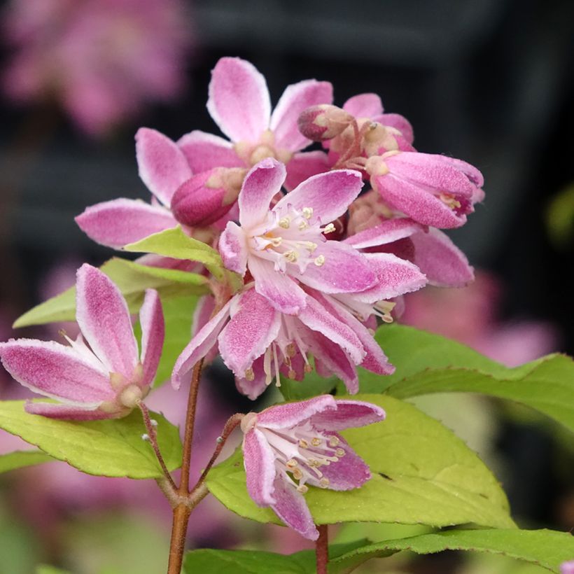 Deutzia Strawberry Fields - Deutzie (Flowering)