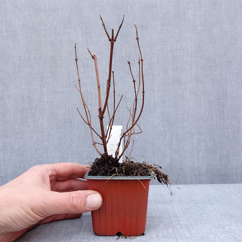 Exemplar von Deutzia hybrida Strawberry Fields - Deutzie Godet de 8/9 cm wie im Winter geliefert