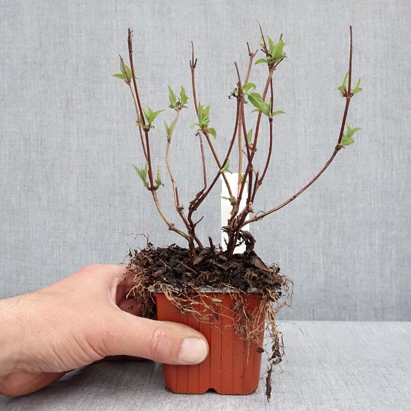 Example of Deutzia Strawberry Fields - Deutzie Kleine Töpfe von 8/9 cm as you get in printemps