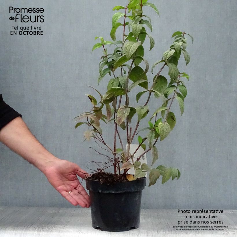 Exemplar von Deutzia Strawberry Fields - Deutzie Topf mit 2L/3L wie im Herbst geliefert